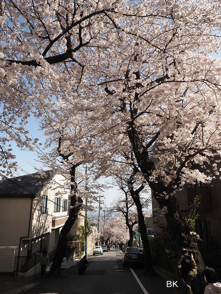 六甲山のなだらかな坂道から眺める桜のトンネルは格別。