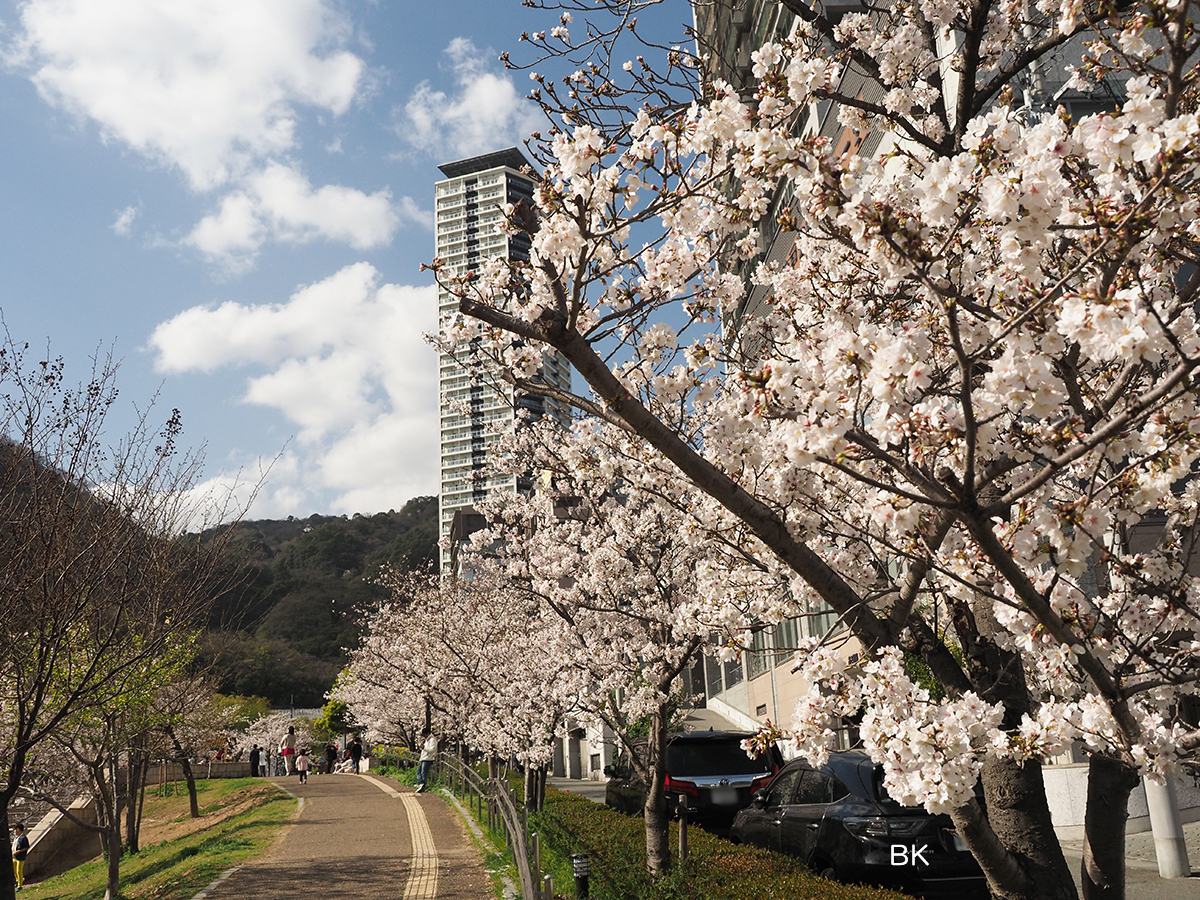 スロープ沿いにゆっくりと桜を見て歩くこともできる。