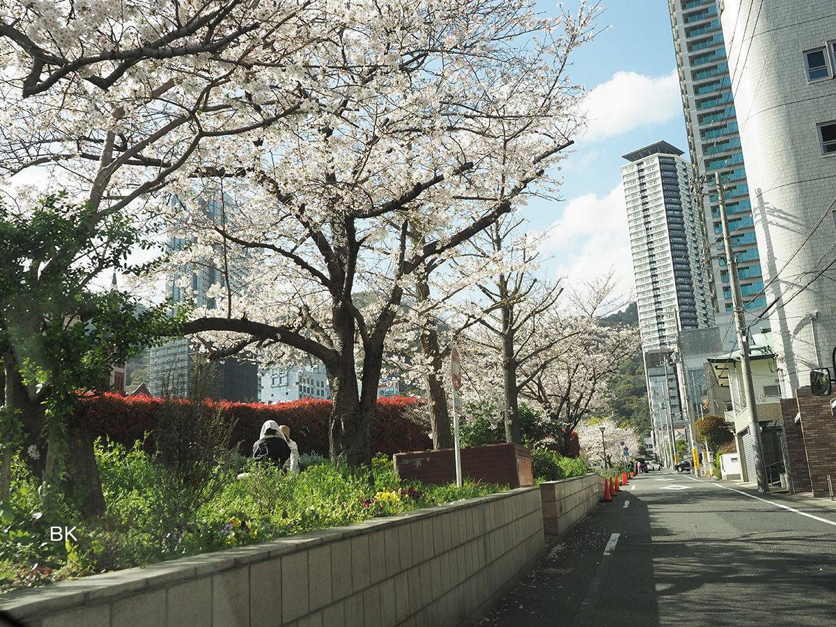 通り沿いからのお花見もできる。