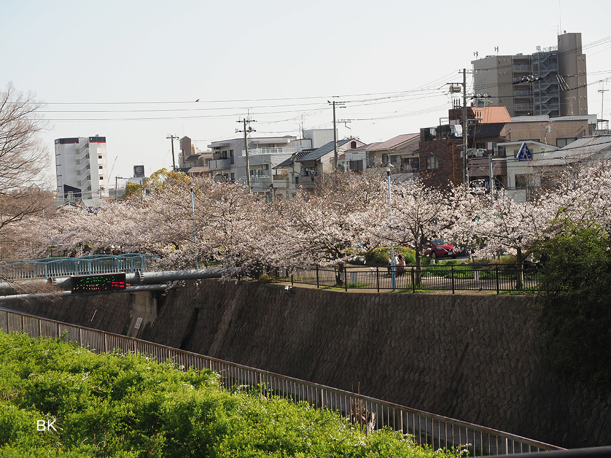 川沿いに植えられた桜が咲き誇る。