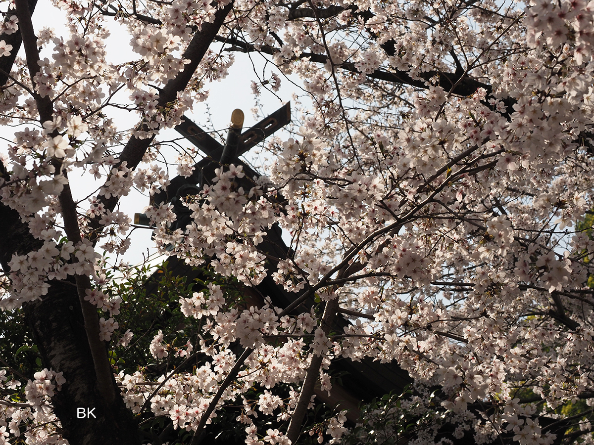 本殿脇にある桜の木はもう見頃。