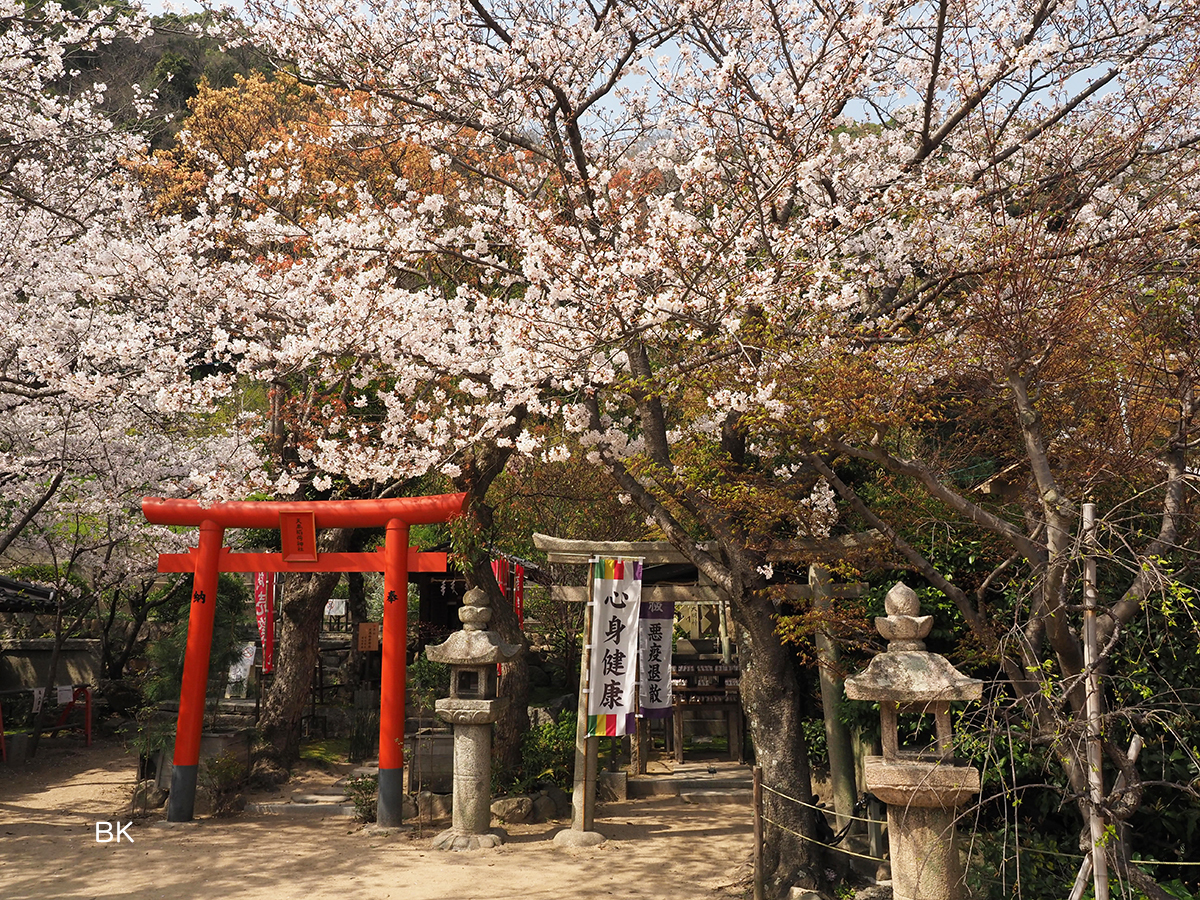 稲荷神社付近の桜。
