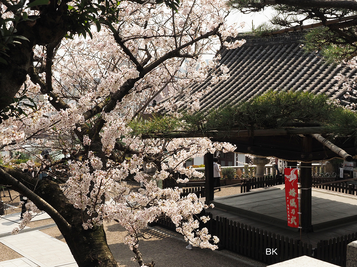 桜の木から拝殿を眺めるたところ。