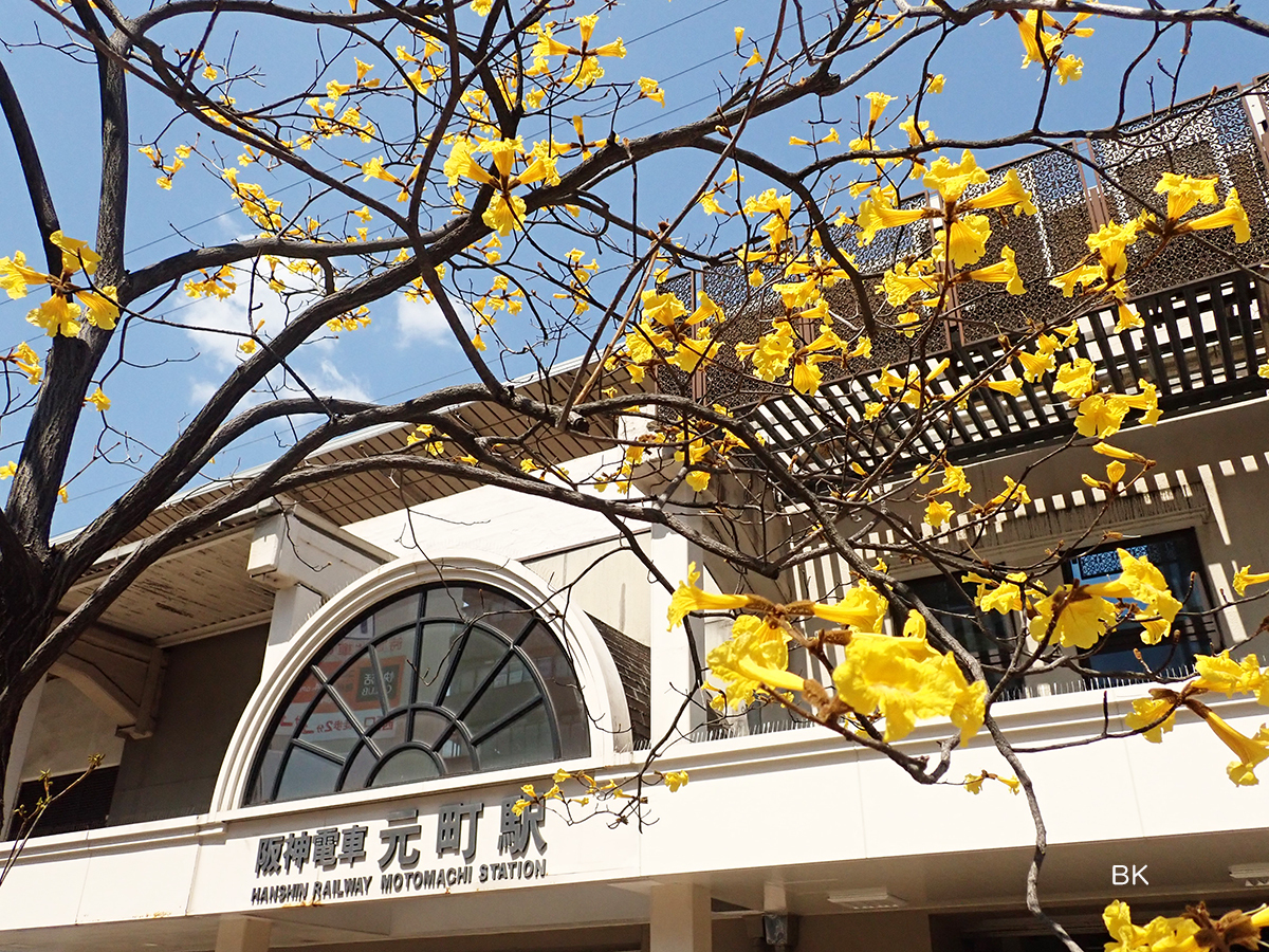 神戸元町駅前に咲くイペの花。