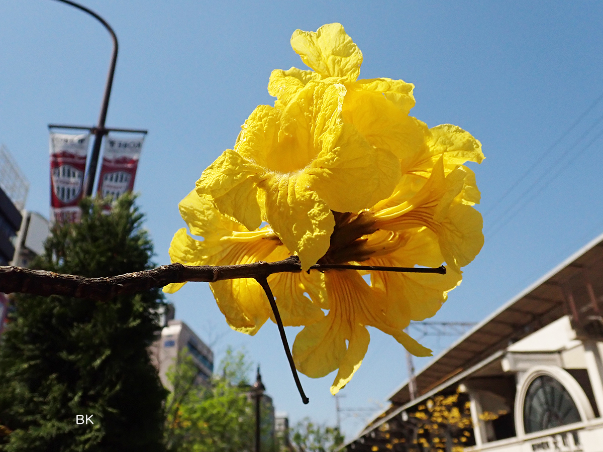 大きく黄色い花は青空によく映える。その派手さも南米の花らしく感じる。