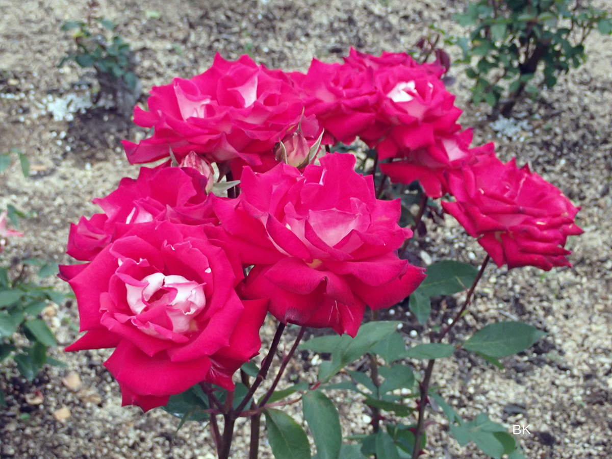 四季咲き大輪種のバラ。