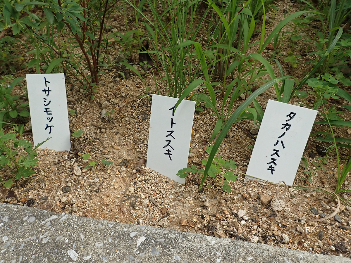 会下山小公園に植えられている植物の名札。