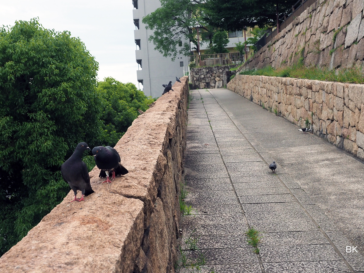 花隈城址に上がる途中で多くの鳩に出会う。