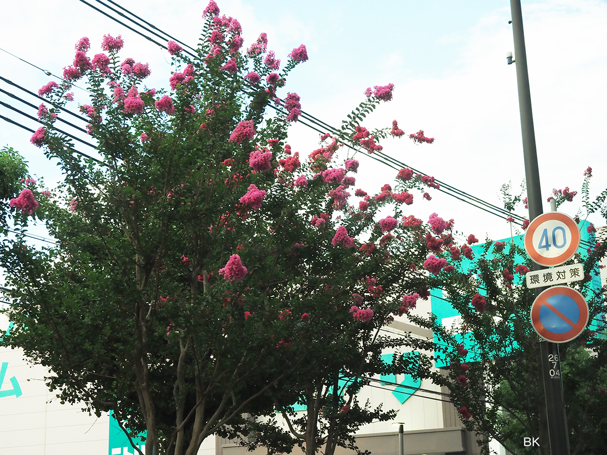国道43号線沿いに植えられているサルスベリの木。
