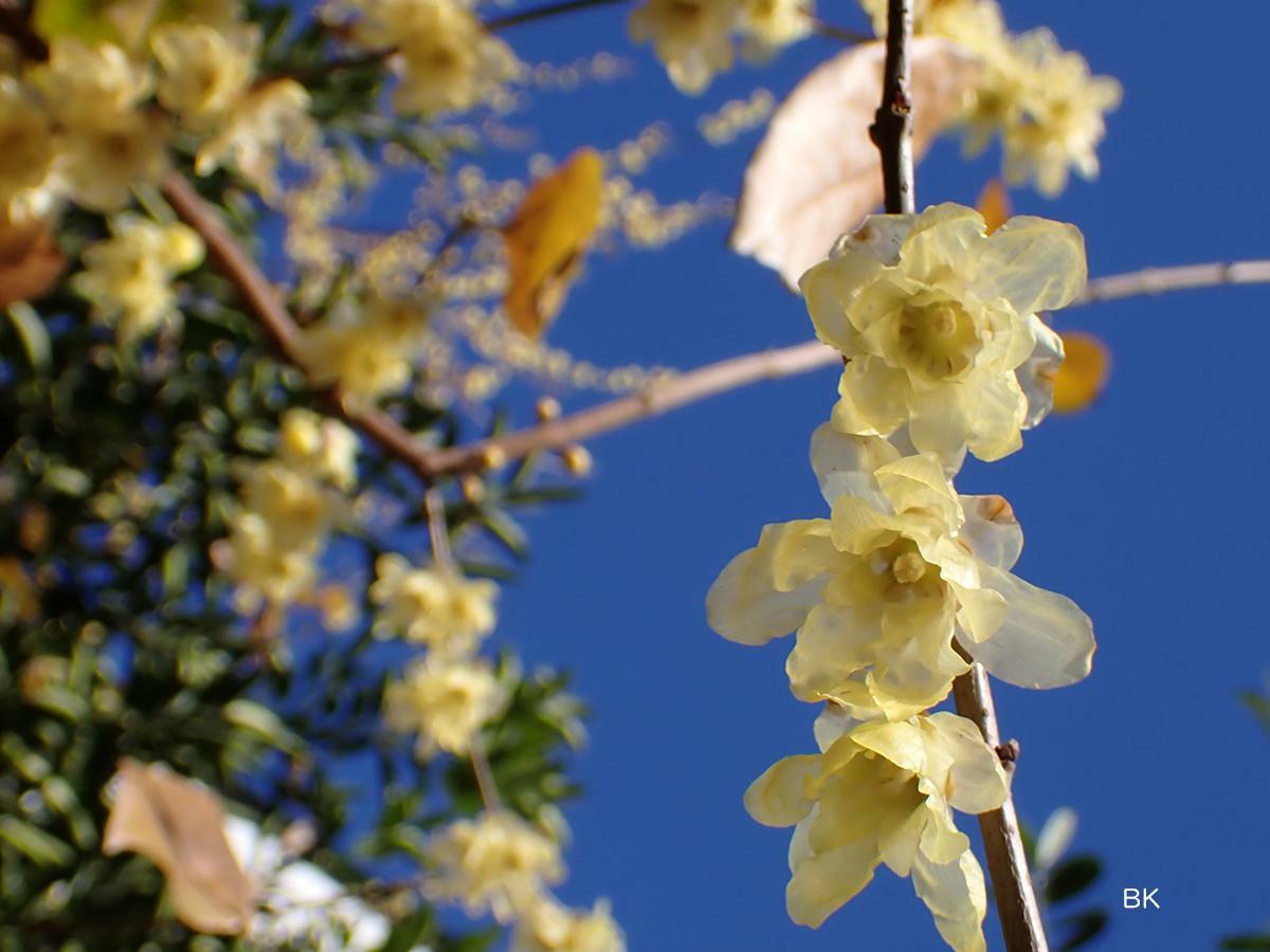 黄色い花は青空の背景によく映える。