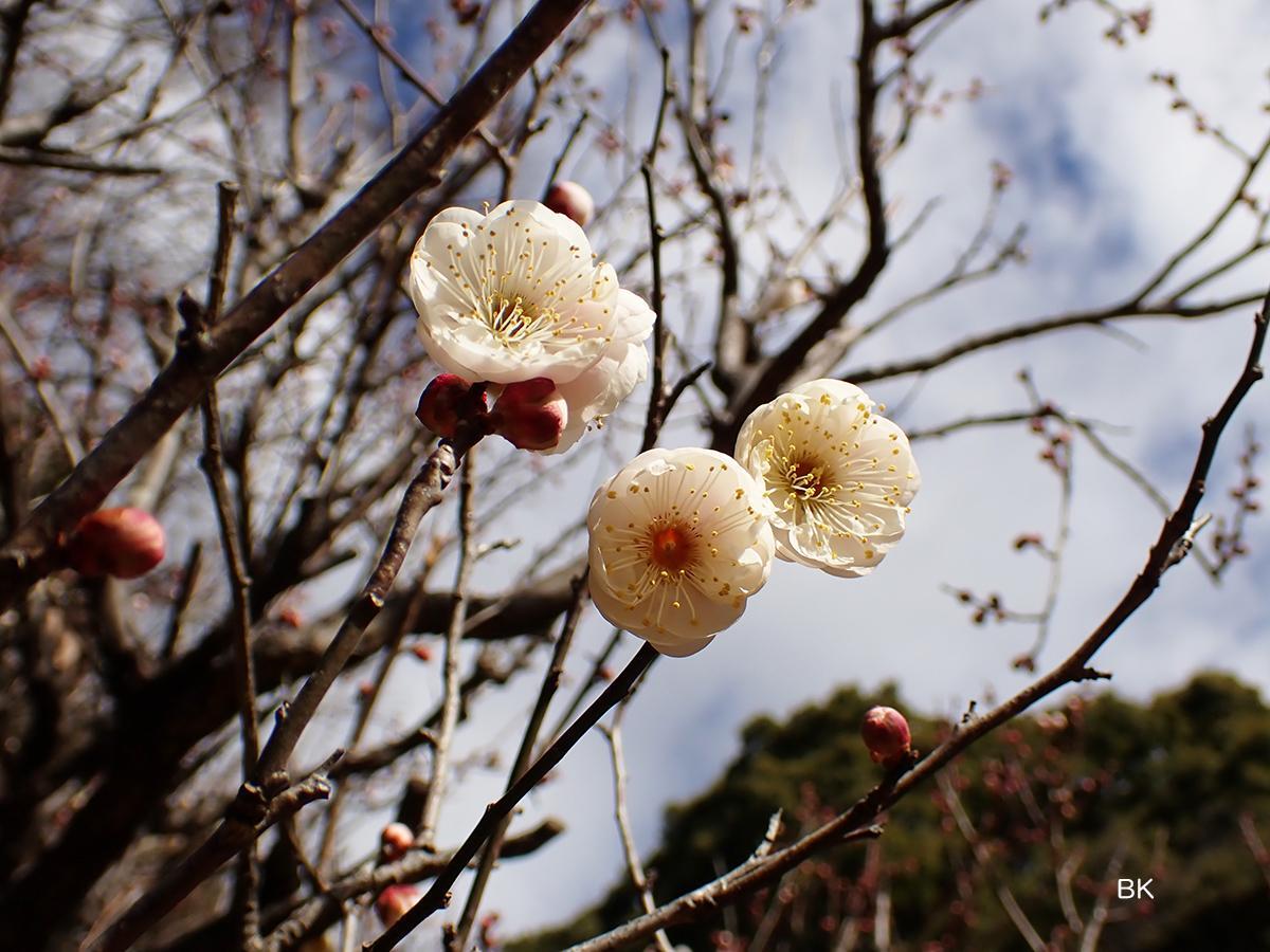 白い梅も開花。