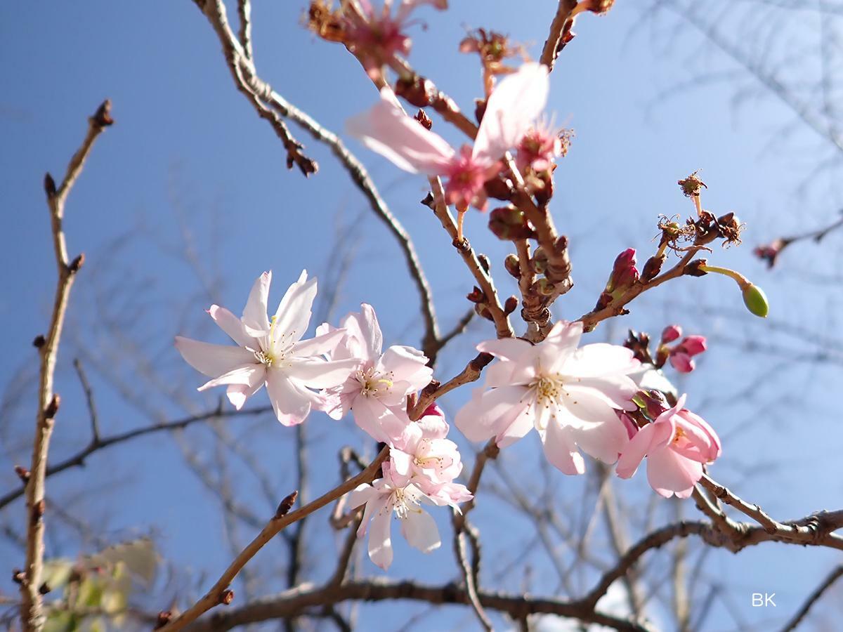 早咲きの桜は見られた。