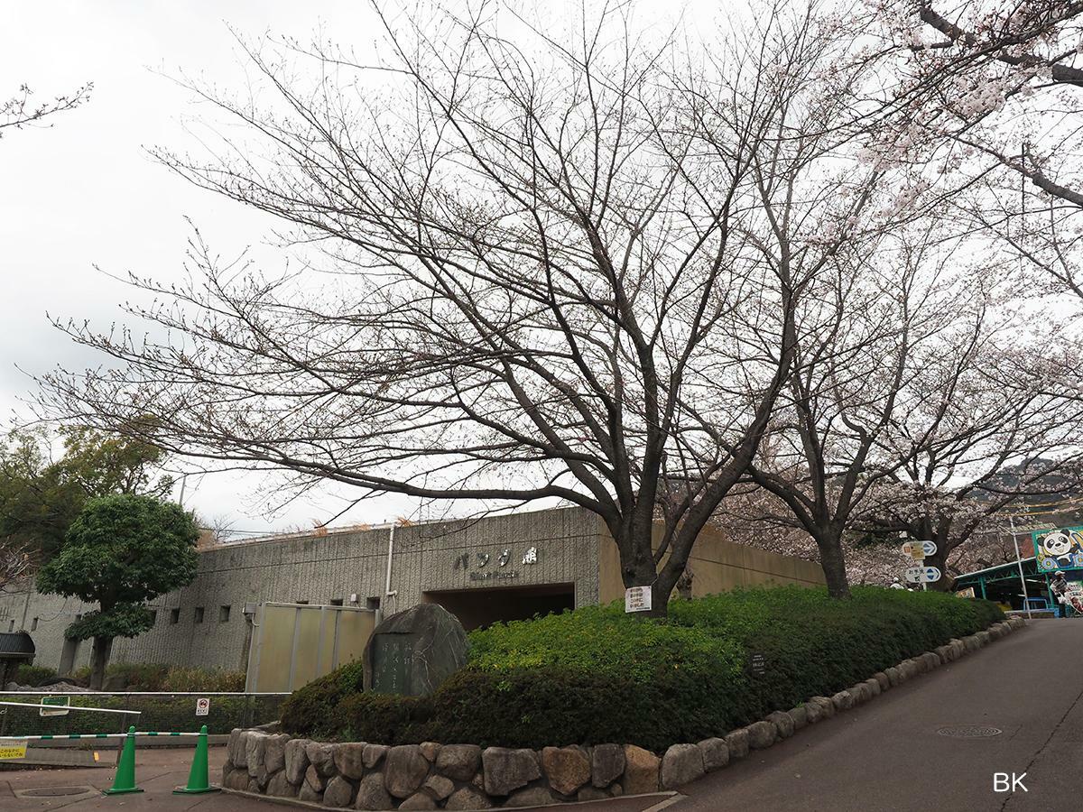 2023年から新しく標本木になった桜の木。(2023年撮影)