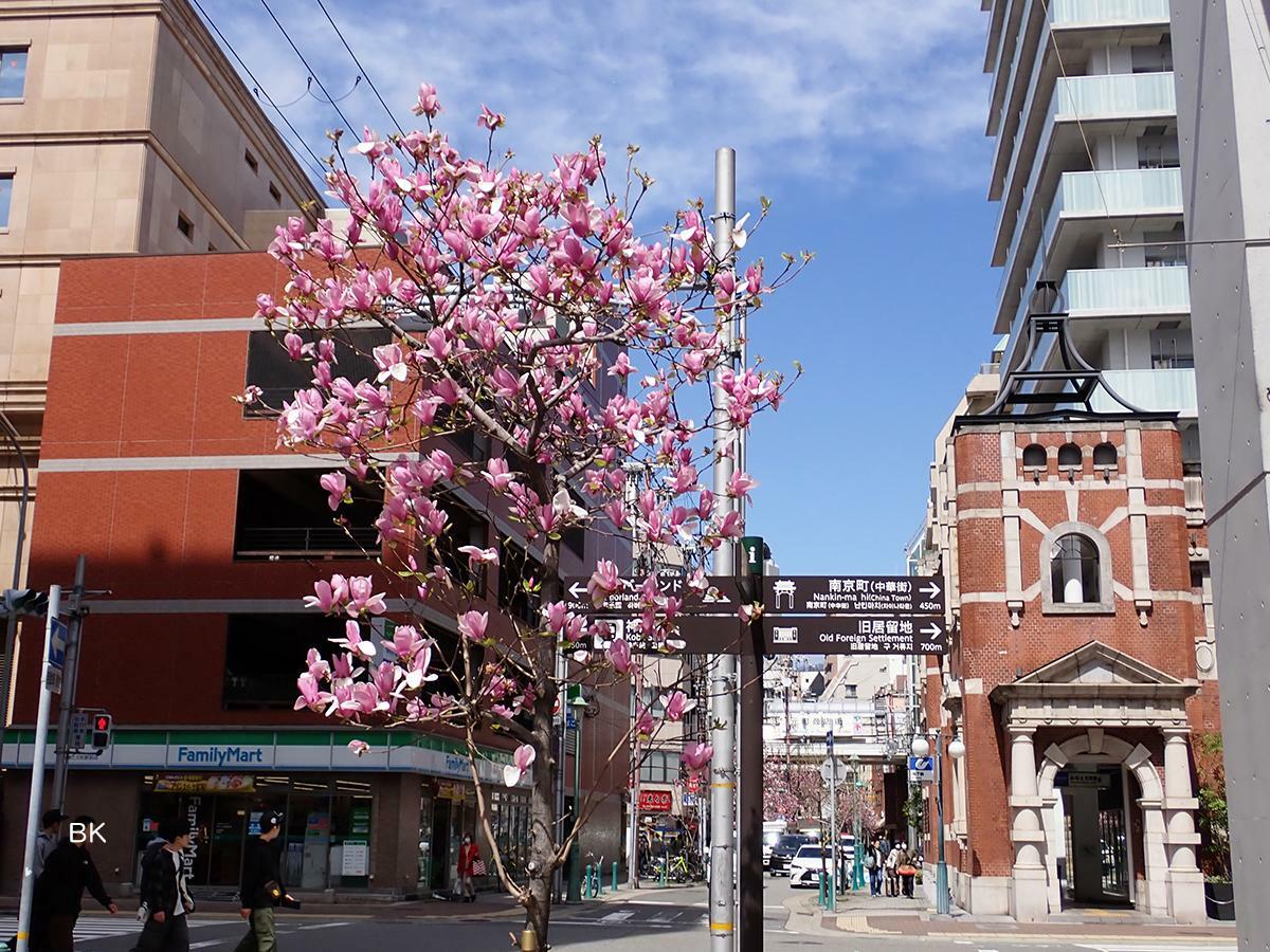 みなと元町駅近くに咲くシモクレン。