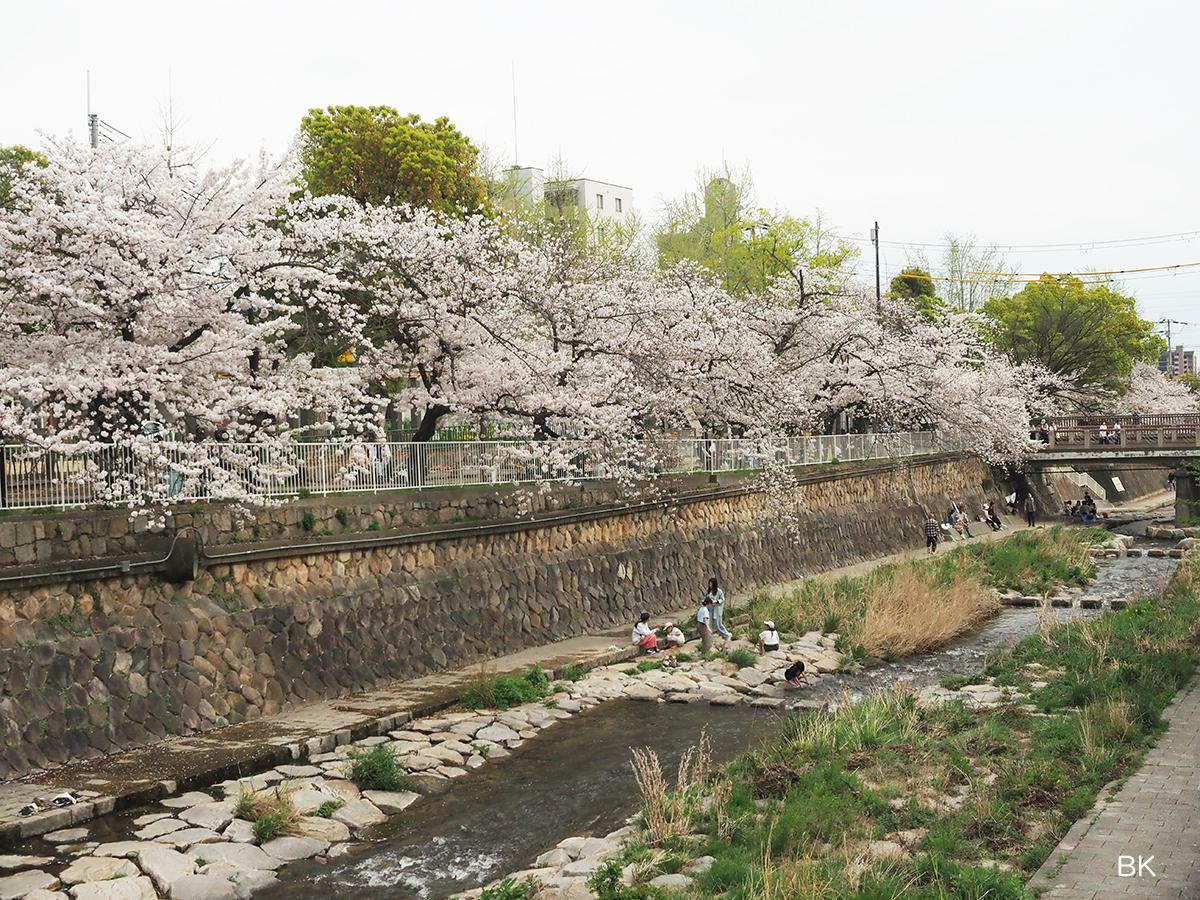 都賀川沿いの桜。