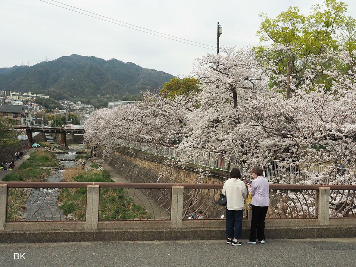 都賀川沿いの桜を写真に撮る方たち。