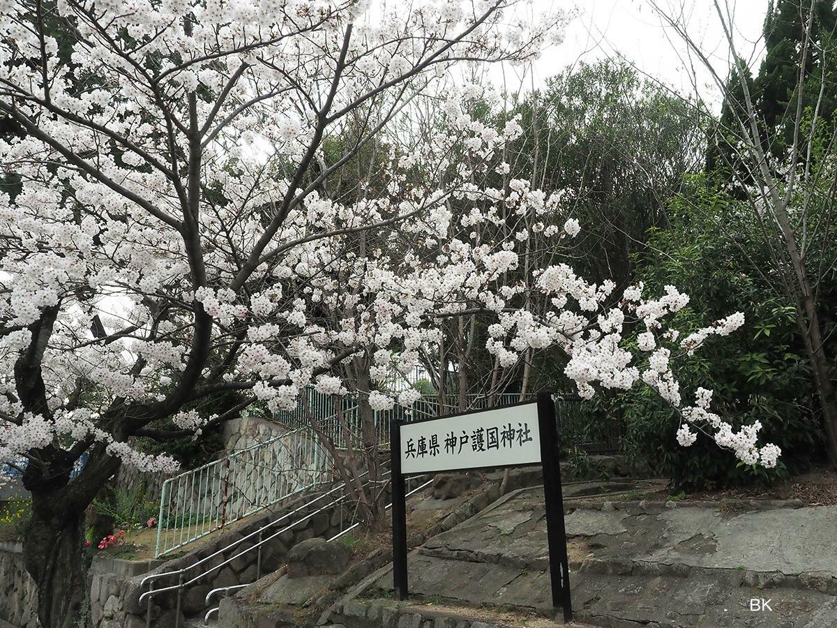 護国神社入り口にある桜。