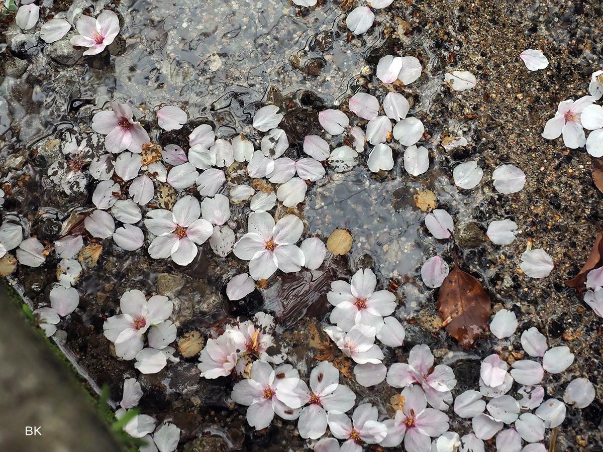 神社の用水路に浮かぶ桜の花びら。