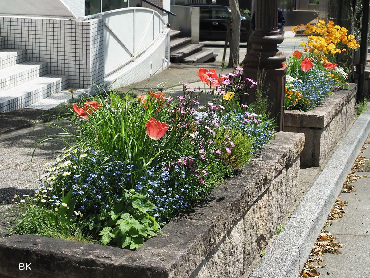 北野坂の花壇には春の花が開花中。