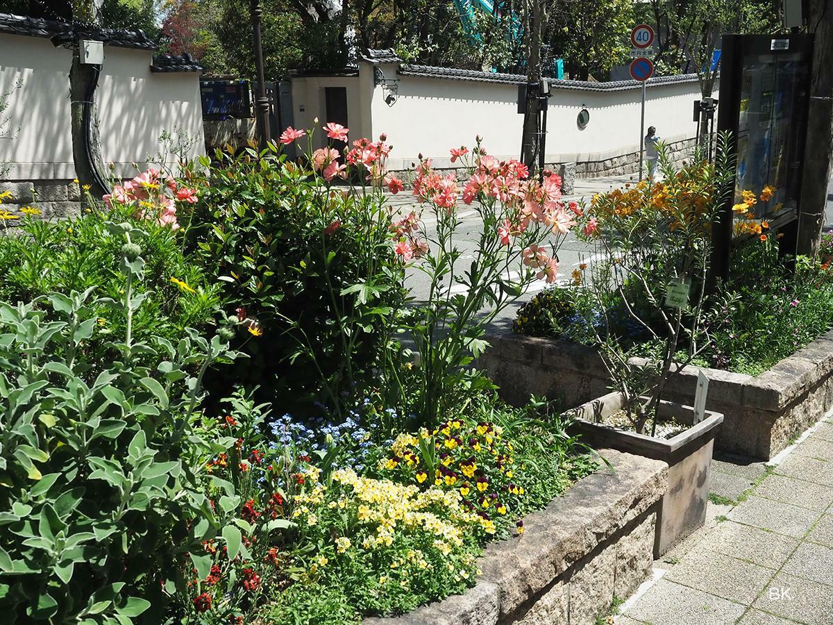 北野坂両側に花壇はある。