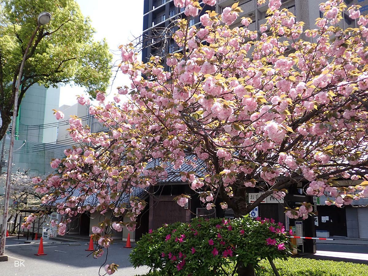 生田神社の八重桜の木。