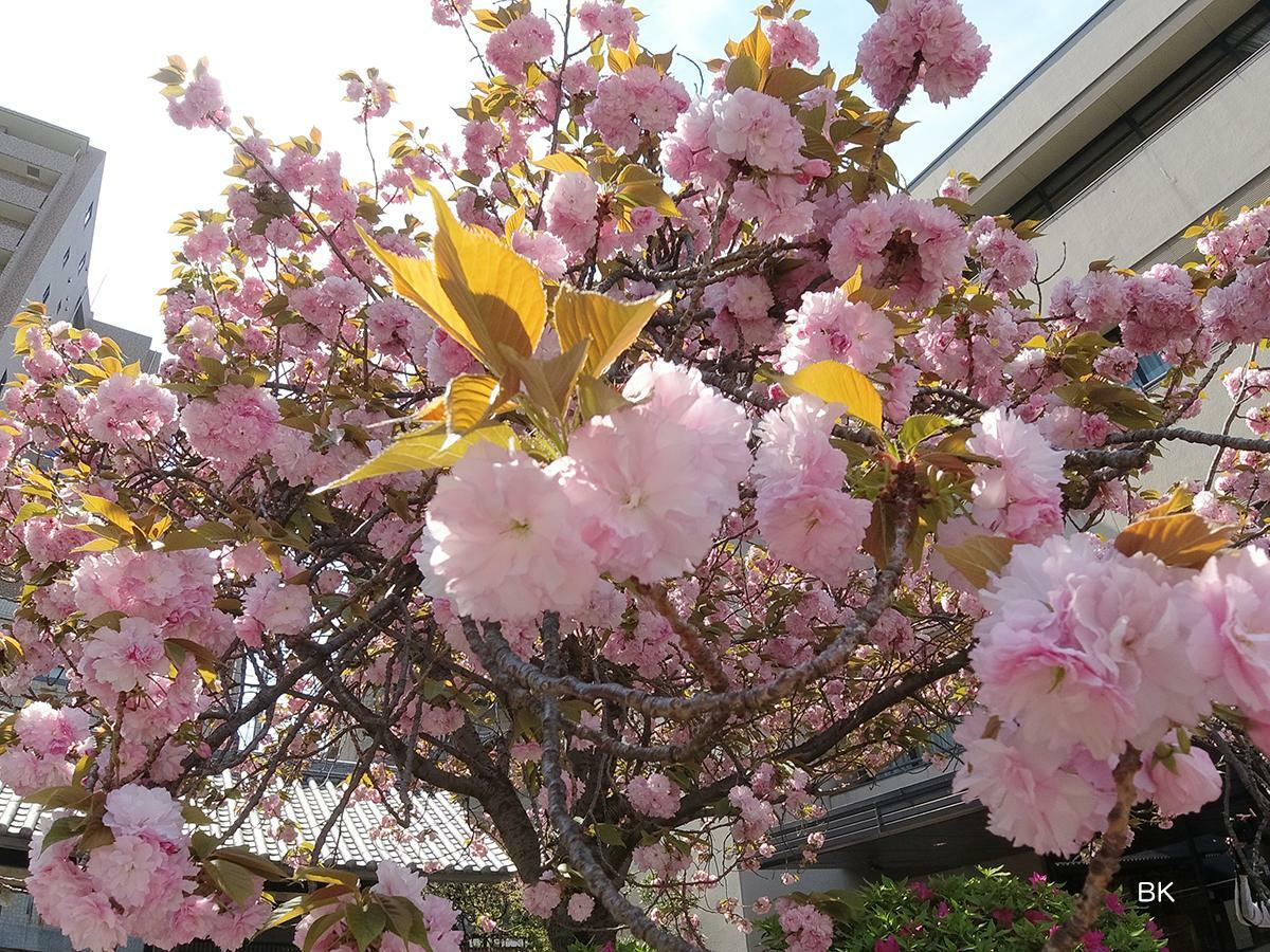 8分咲きほどの開花の八重桜。