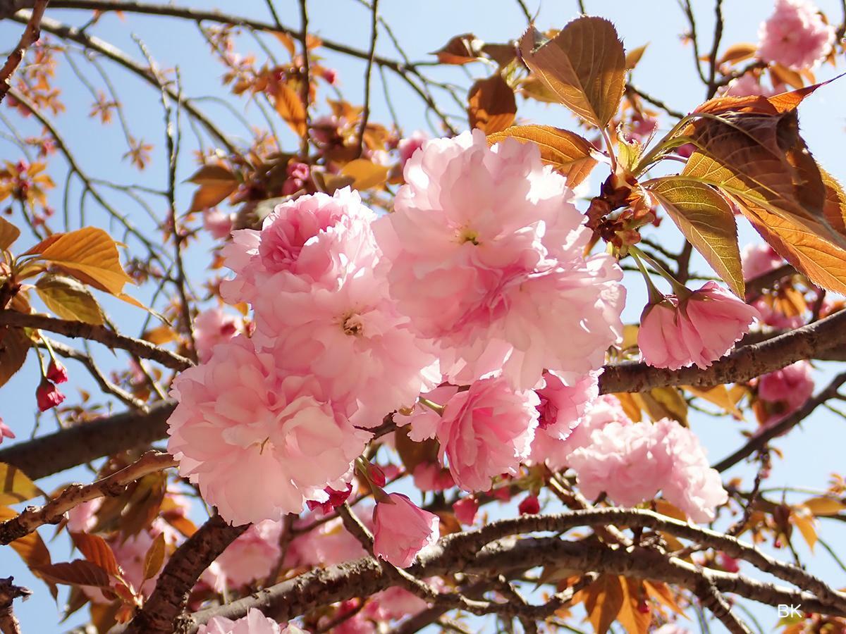 絵にもなりやすい八重桜。