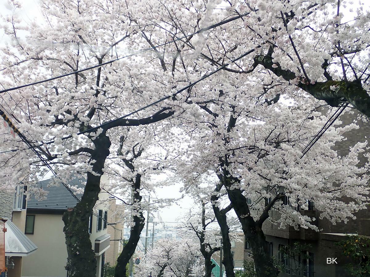 満開時の桜のトンネル。