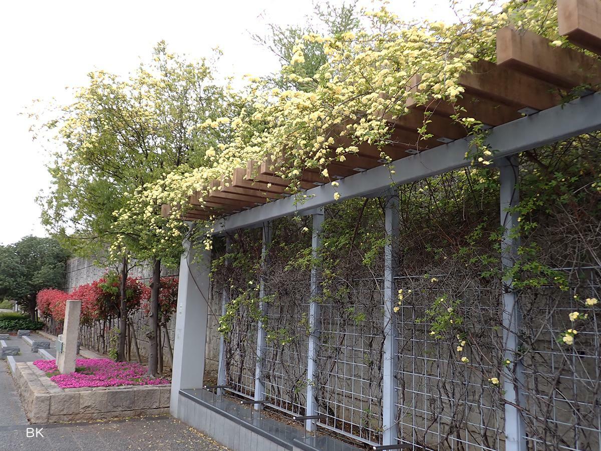 JR甲南山手駅の和ひろばに咲くモッコウバラ。