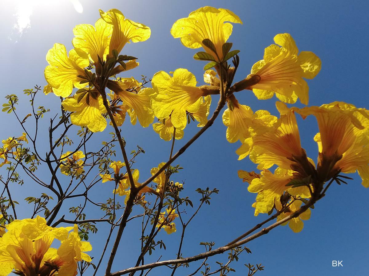 サンバの衣装のようなイペの花。