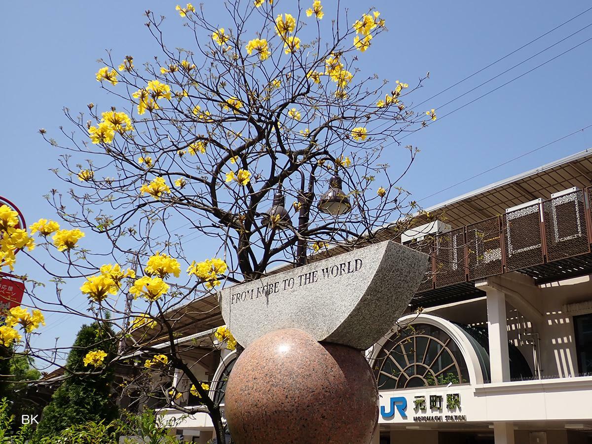 JR元町駅前に咲くイペの花。