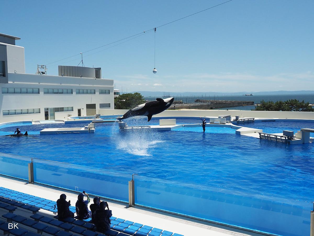 シャチの大きなジャンプ。