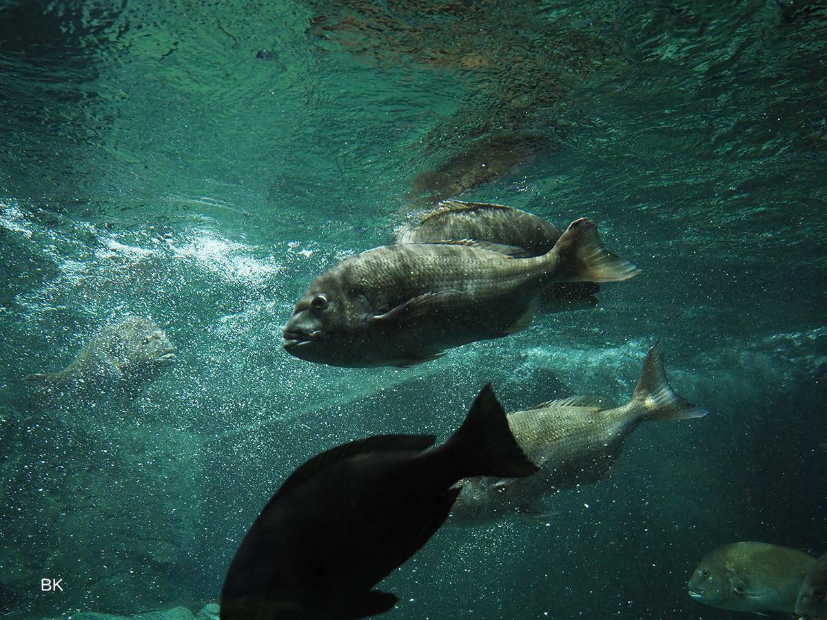 潮の流れに合わせてクロダイが泳ぐ。