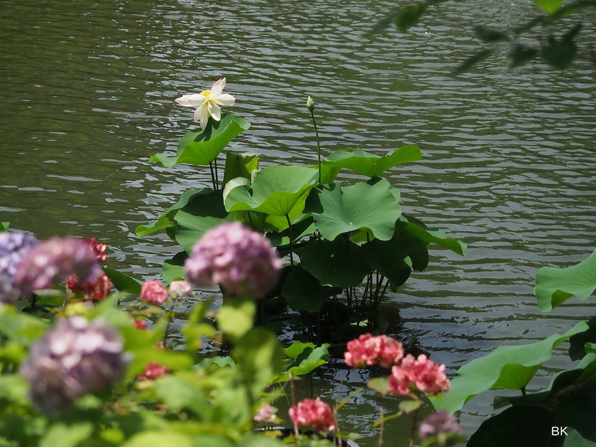 池にある蓮は開花していた。