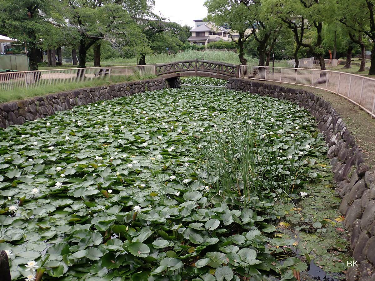 宝島池公園の池に広がる蓮。
