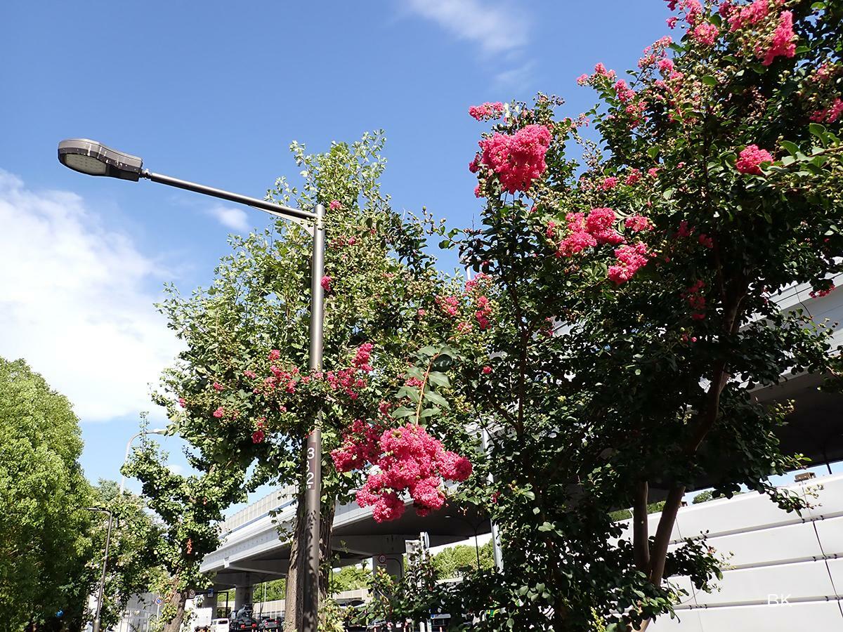 国道43号線沿いに咲くサルスベリの花。