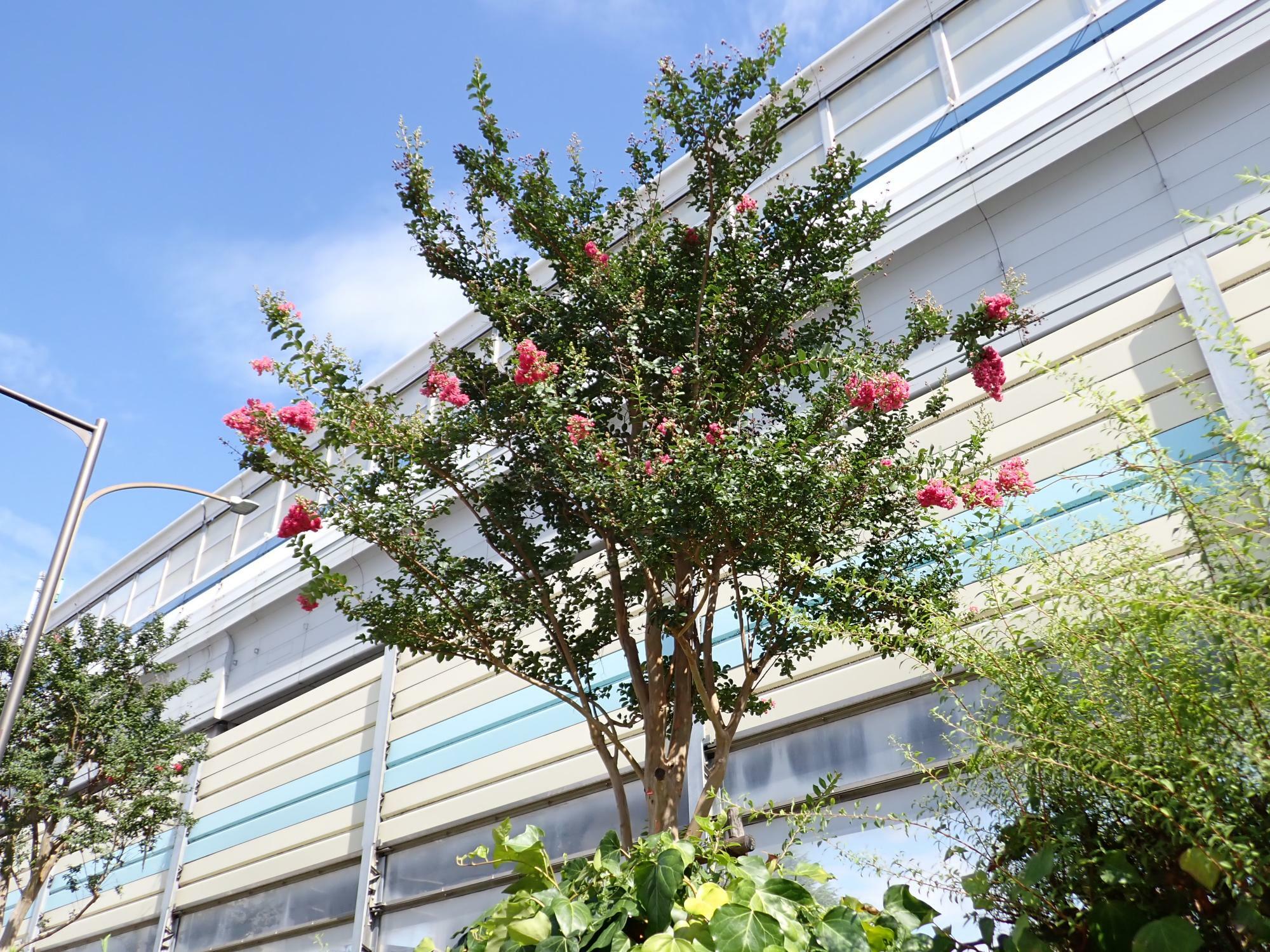 サルスベリの花は車道や歩道からよく見える。