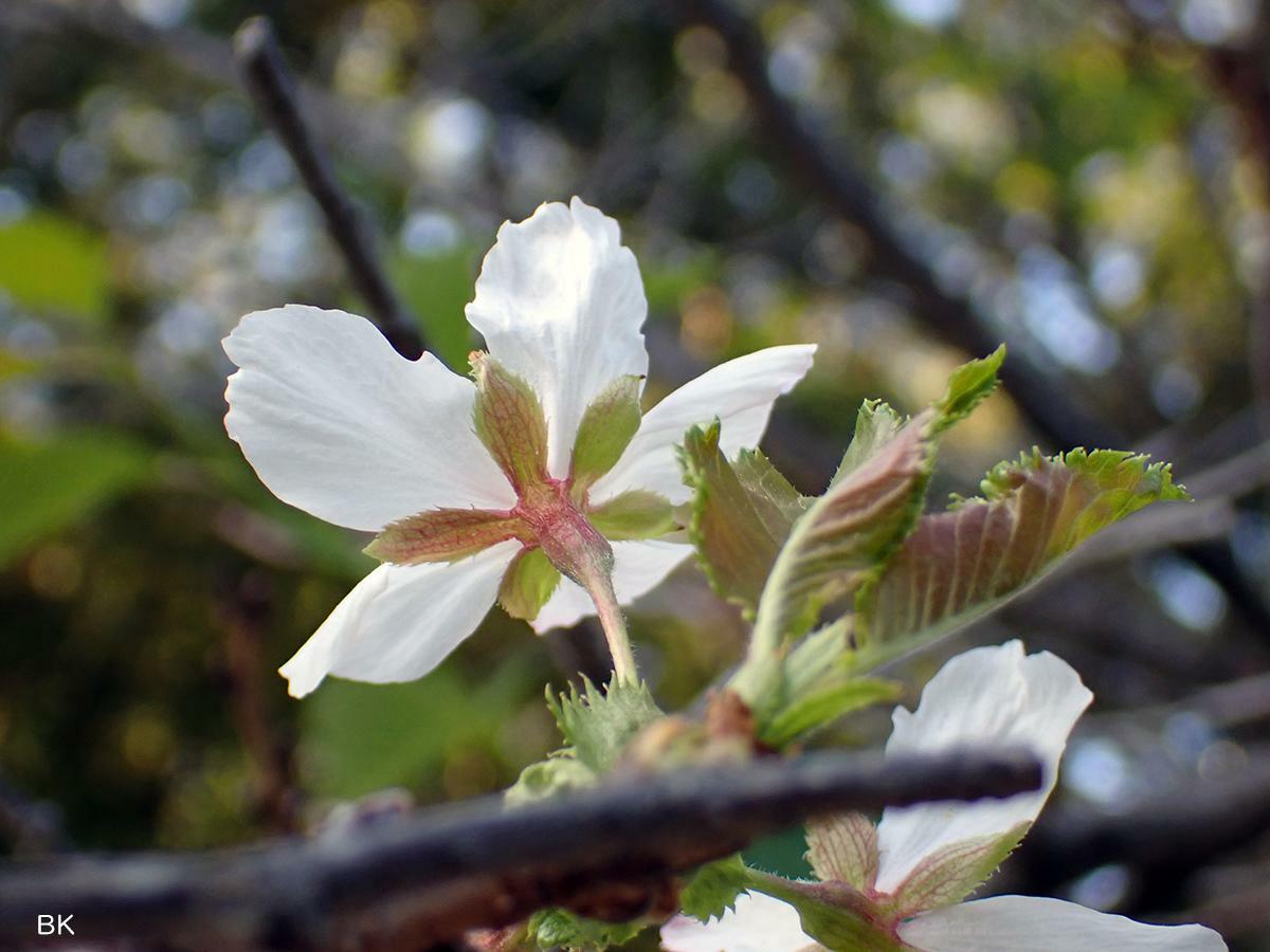 立派に開花している桜。