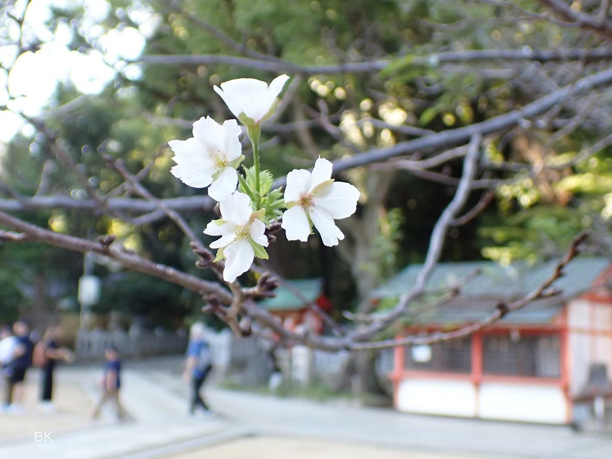 春なら開花宣言が出そうな花の咲き方をしている。