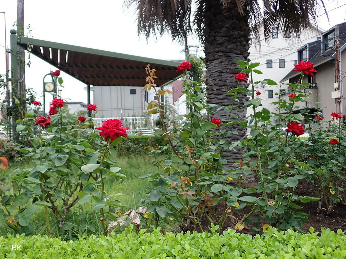 バラが咲く本山バラ園。