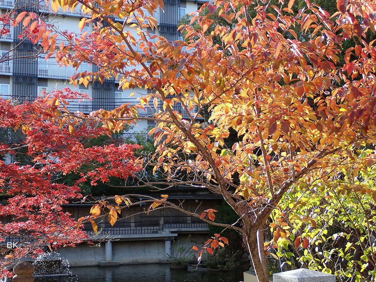 境内の紅葉もきれいな時期。