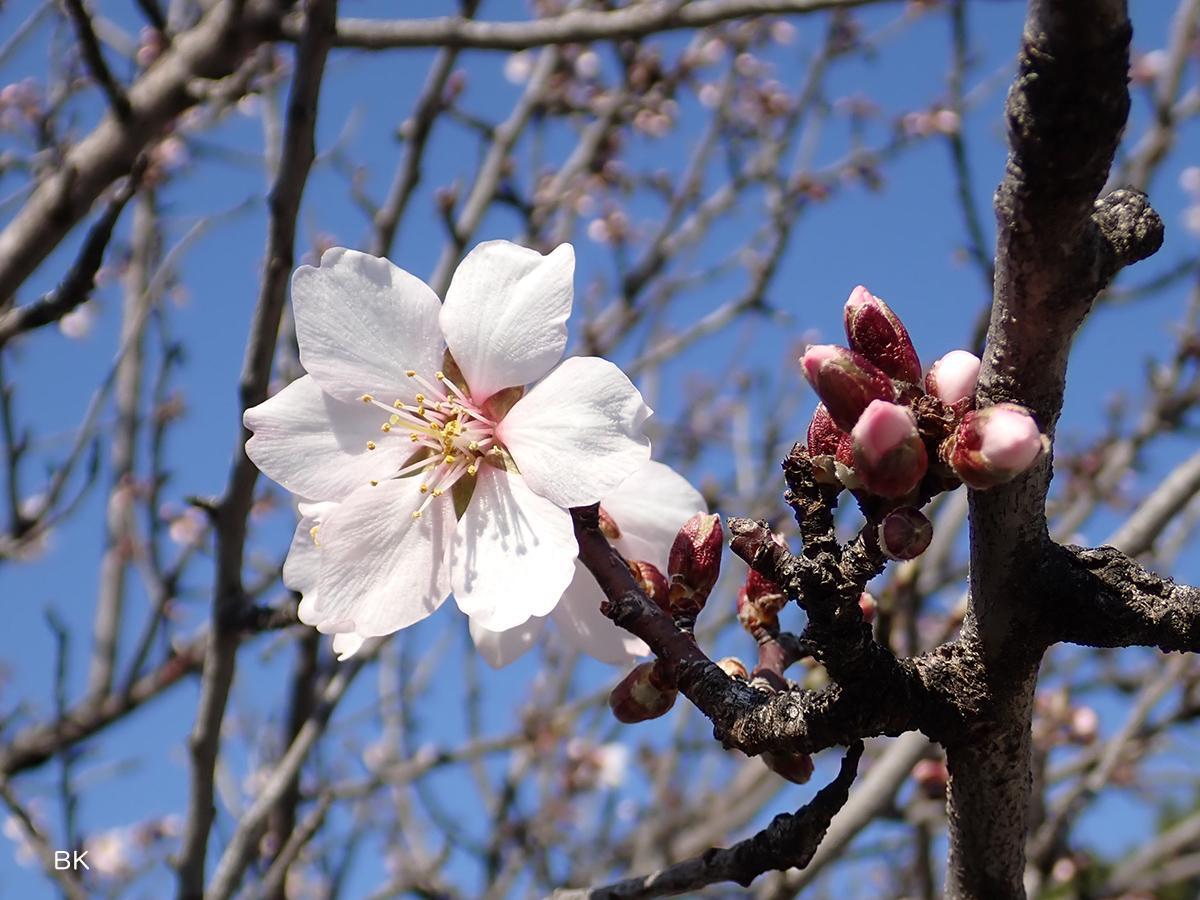 みなと神戸に咲く華 「ユリカモメ」 A3サイズ光沢写真横  写真のみ  送料無料 神戸】近場で花見、みなとのもり公園で桜を眺めた - 関西 日帰り