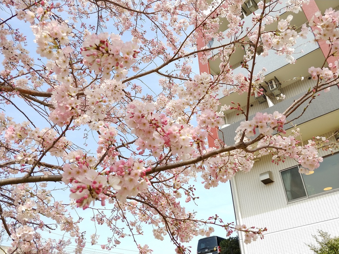 春には桜の花が咲きます。