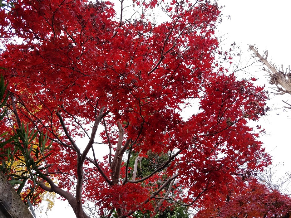 勝田山最乗寺の紅葉です。