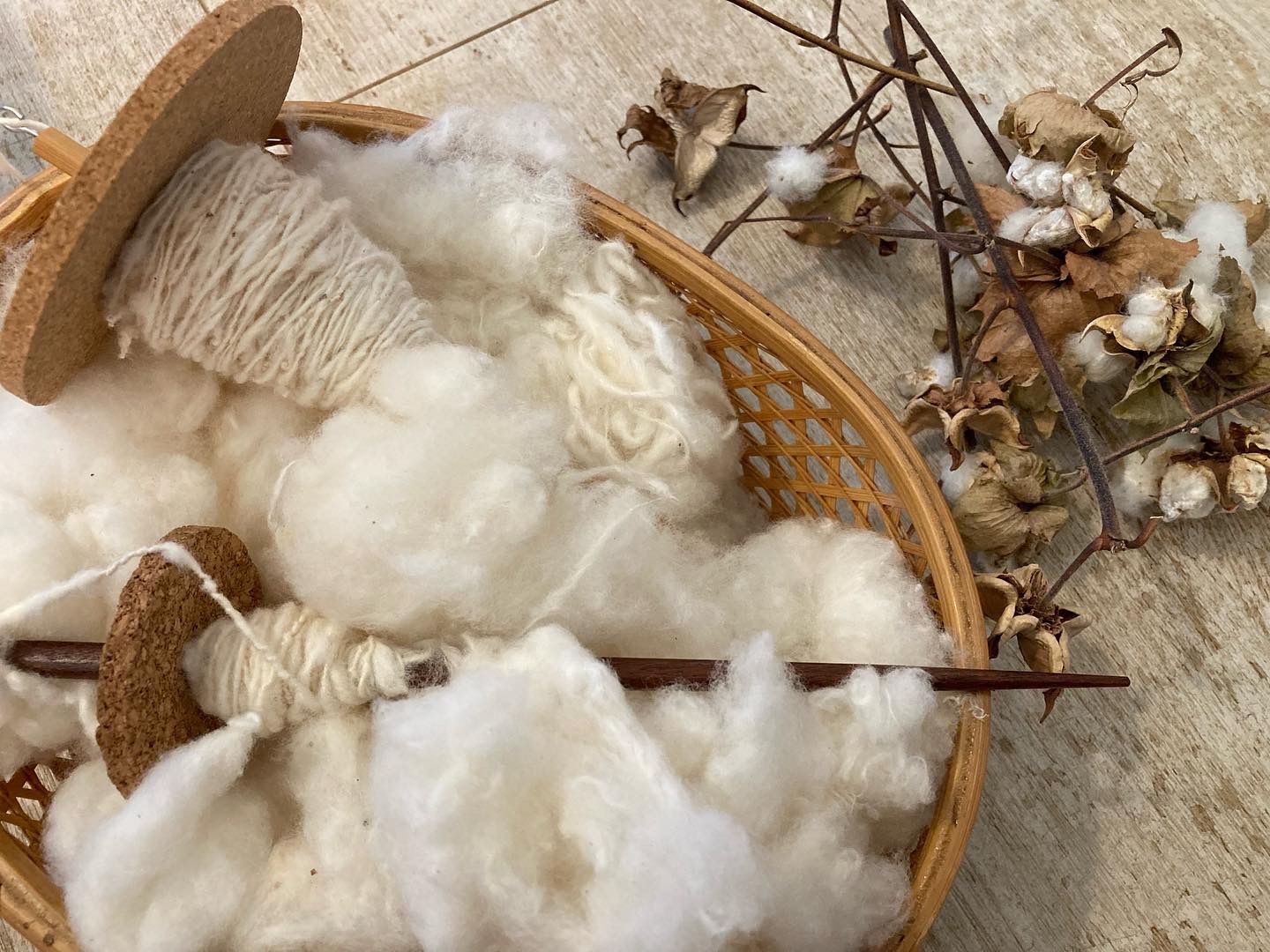 チャコ村で収穫した綿。写真は主催者提供です。