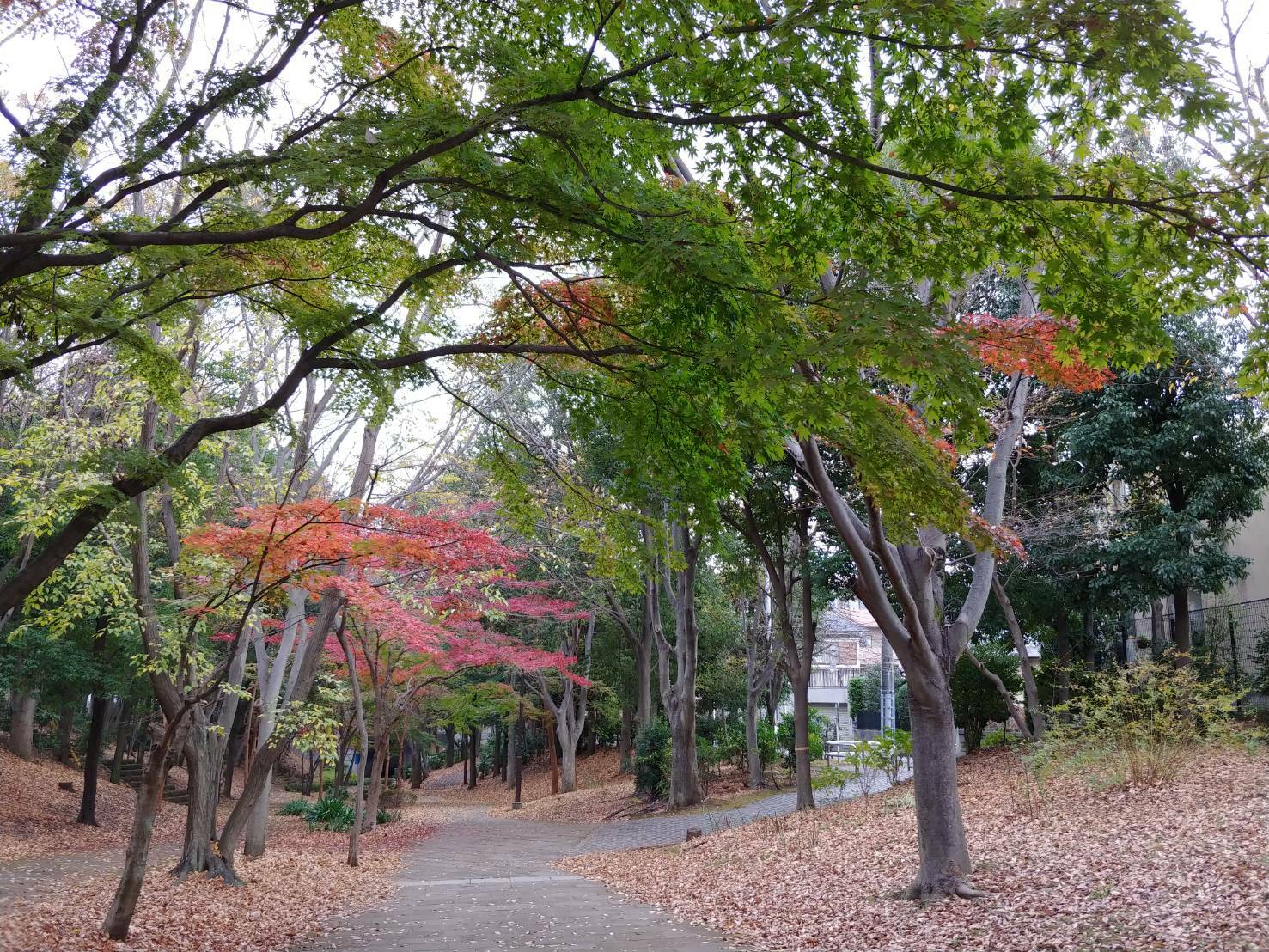 都筑区が誇る緑道です。11月下旬には見事な紅葉を楽しめます。