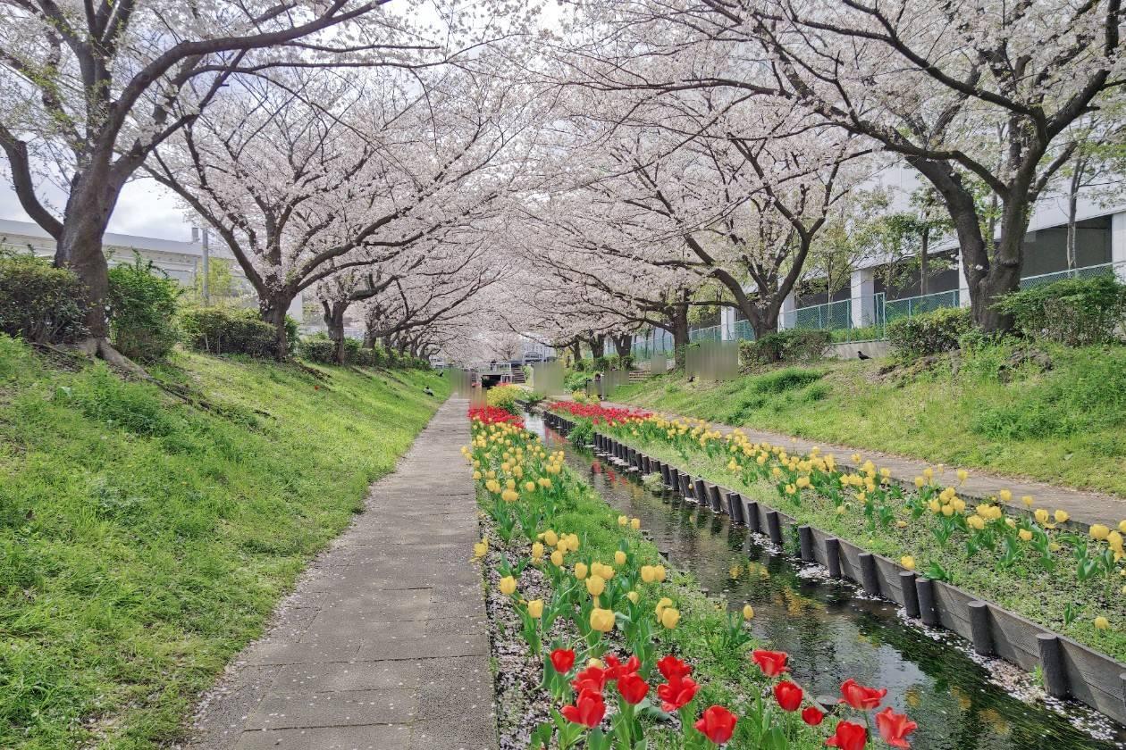 2024年4月11日（木）撮影。美しい光景を楽しめました。