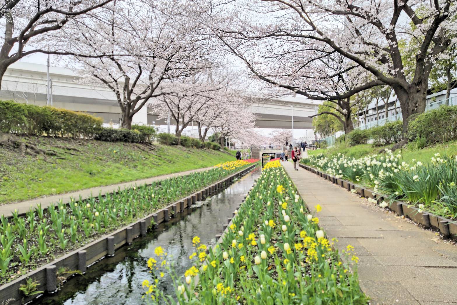 まだ蕾のチューリップも。菜の花・水仙の花も綺麗です。