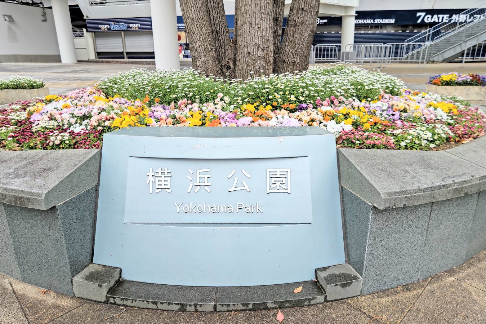 横浜公園ではたくさんの花々が綺麗に咲いています