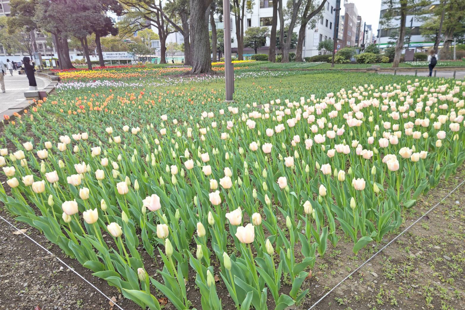 3月22日に撮影